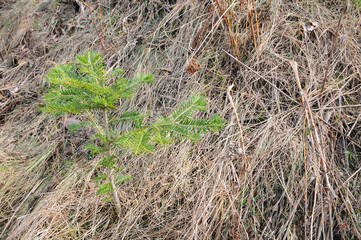 Young spruce sapling macro. A young fir sapling macro