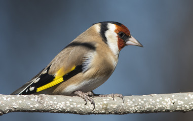 European Goldfinch / Carduelis carduelis