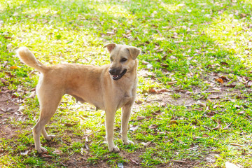 Naklejka na ściany i meble Brown dog stand alone in the park