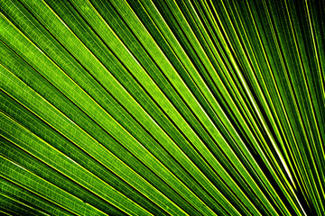 green background with banana leaf
