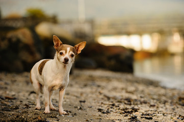Chihuahua dog standing on beach shore