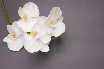 Fototapeta na wymiar romantic branch of white orchid