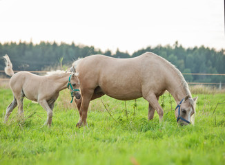Fototapeta premium welsh pony foal with mom. cloudy evening