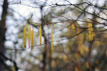 catkins in the spring