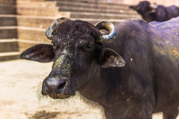 October 31, 2014: A black bull in the Ghats of Varanasi, India