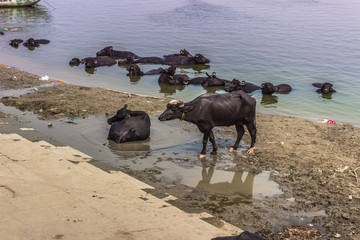 October 31, 2014: Black bulls in the Ghats of Varanasi, India