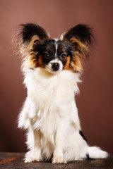 dog breed Papillon
