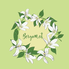 Hand drawn floral wreath of bergamot flowers.