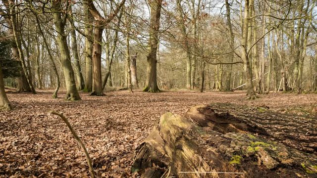 English winter wood; time lapse