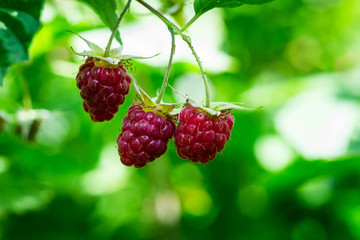 ripe raspberry hanging on a branch,Close-up of the ripe raspberry in the fruit garden.Raspberries. Growing Organic Berries closeup