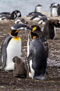 King Penguin