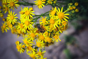 bee collects nectar from a flower
