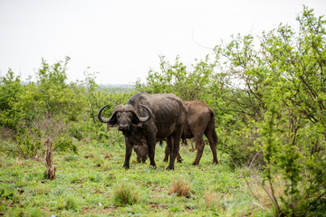 Fototapeta premium African buffalo portrait