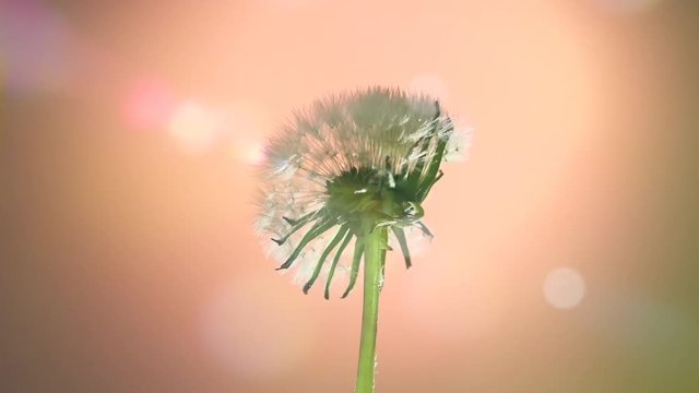 Dandelion opens. Dandelion seeds opens Time lapse. High speed camera shot. 