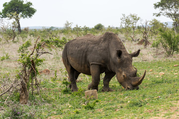 Naklejka premium Portrait of white rhino in an open field in South Africa