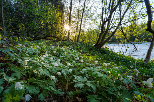 Fototapeta Sunny morning in the forest with flowers on the foreground