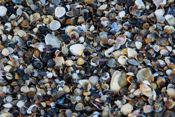 seashells on the shore of the Black Sea