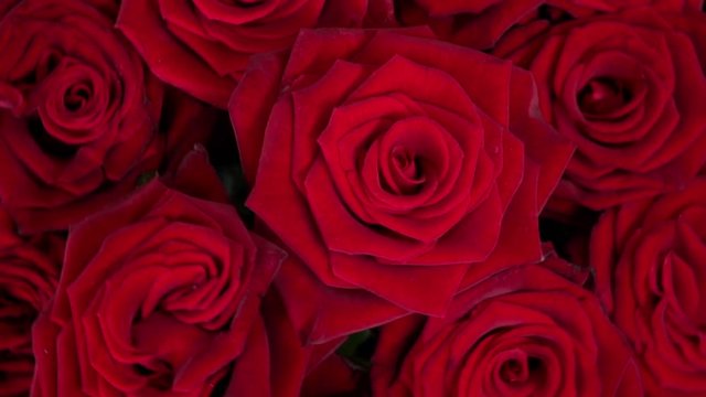 Red roses. Background of red roses. Rotation 360.  High speed camera shot. 