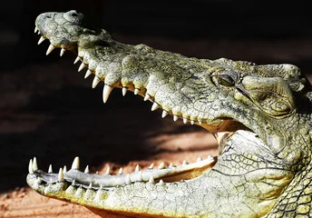 Afwasbaar Fotobehang Krokodil Profiel van een krokodil die aan het zonnebaden is