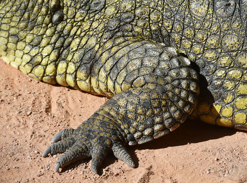 Profile of a crocodile taking a sunbath

