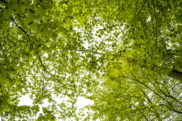 Baumimpressionen, Laubwald, Froschperspektive, Österreich, Nied