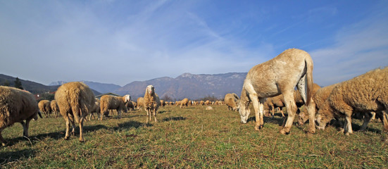 Obraz premium white sheep of a large flock grazing