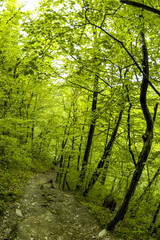 Nationalpark Thayatal, Wanderweg im Laubwald, Österreich, Niede