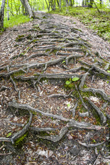 Nationalpark Thayatal, Wanderweg im Wald, Baumwurzeln, Österrei