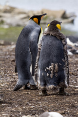 King Penguin