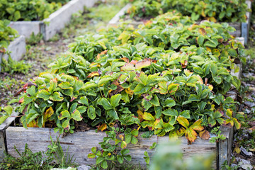 Fototapeta na wymiar Strawberry plant on the farm 