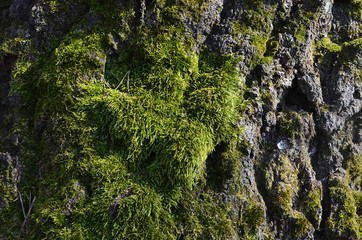 Moss on the tree