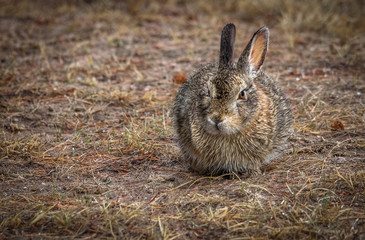 Closeup of a wild wet soggy cottontail bunny rabbit in the field, meadow