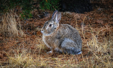 Closeup of a wild wet soggy cottontail bunny rabbit in the field, meadow, next to a pine tree