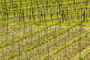 Weingarten, Österreich, Niederösterreich, Waldviertel, Kamptal