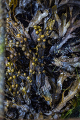 Seaweed