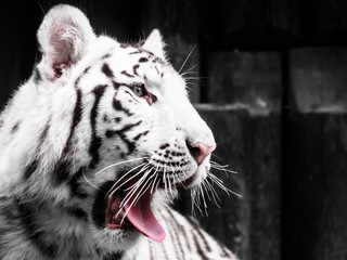 Roaring white tiger portrait. Black and white image.