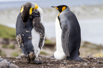 Fototapeta premium King Penguin