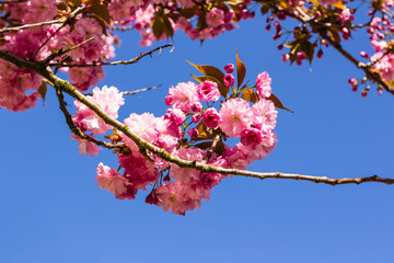Cherry blossom trees in full bloom in springtime