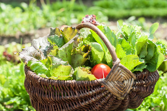 basket with greens