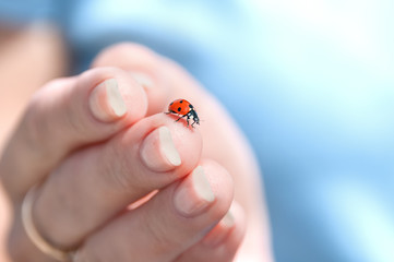 bozhaya ladybug sitting on the man's fingers on a blue sky background