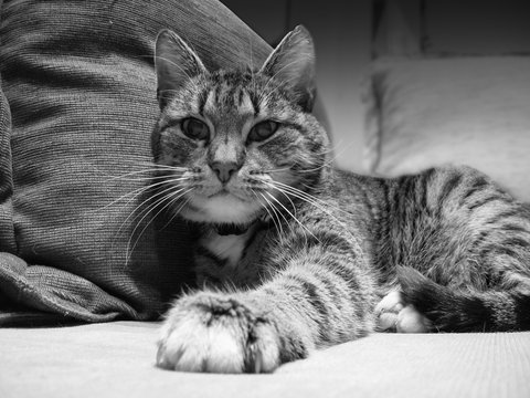 Cat black and white photo