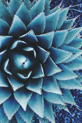 Blue Agave Succulent