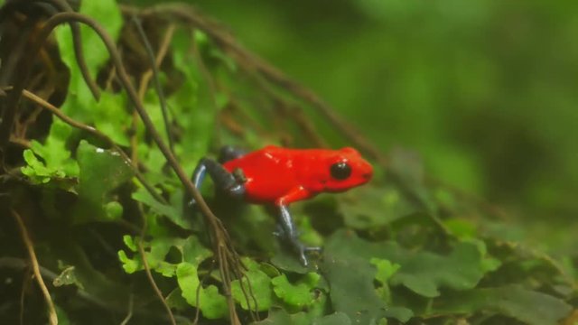 red blue jeans poisonous frog dendrobates pumillo