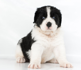  landseer dog kennel pure breed white background 