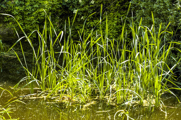 Augewässer, Teich, Ufervegetation, Schilf