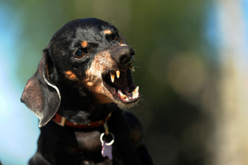Angry dachshund