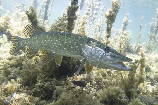 Freshwater fish Pike (Esox lucius) in the beautiful clean pound with opened jaw. Underwater shot in the lake. Wild life animal. Northern pike in the nature with nice background. Live in the lake.