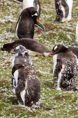 Gentoo Penguin Colony
