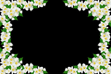 branch of jasmine flowers