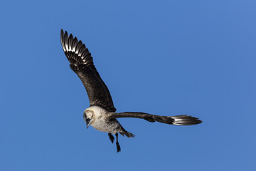 Skua, Raubmöwe, Antarktis